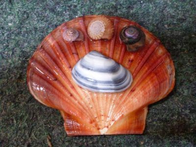 Shells in order