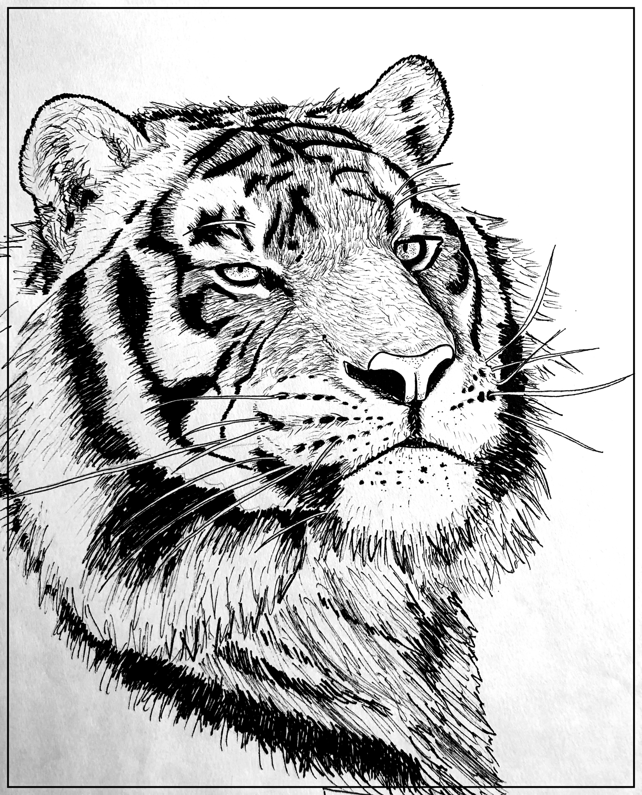 Bengal tiger