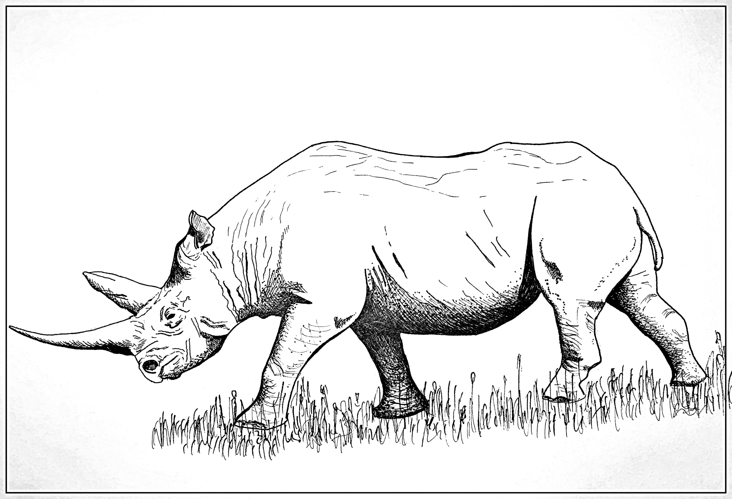 BlackRhino