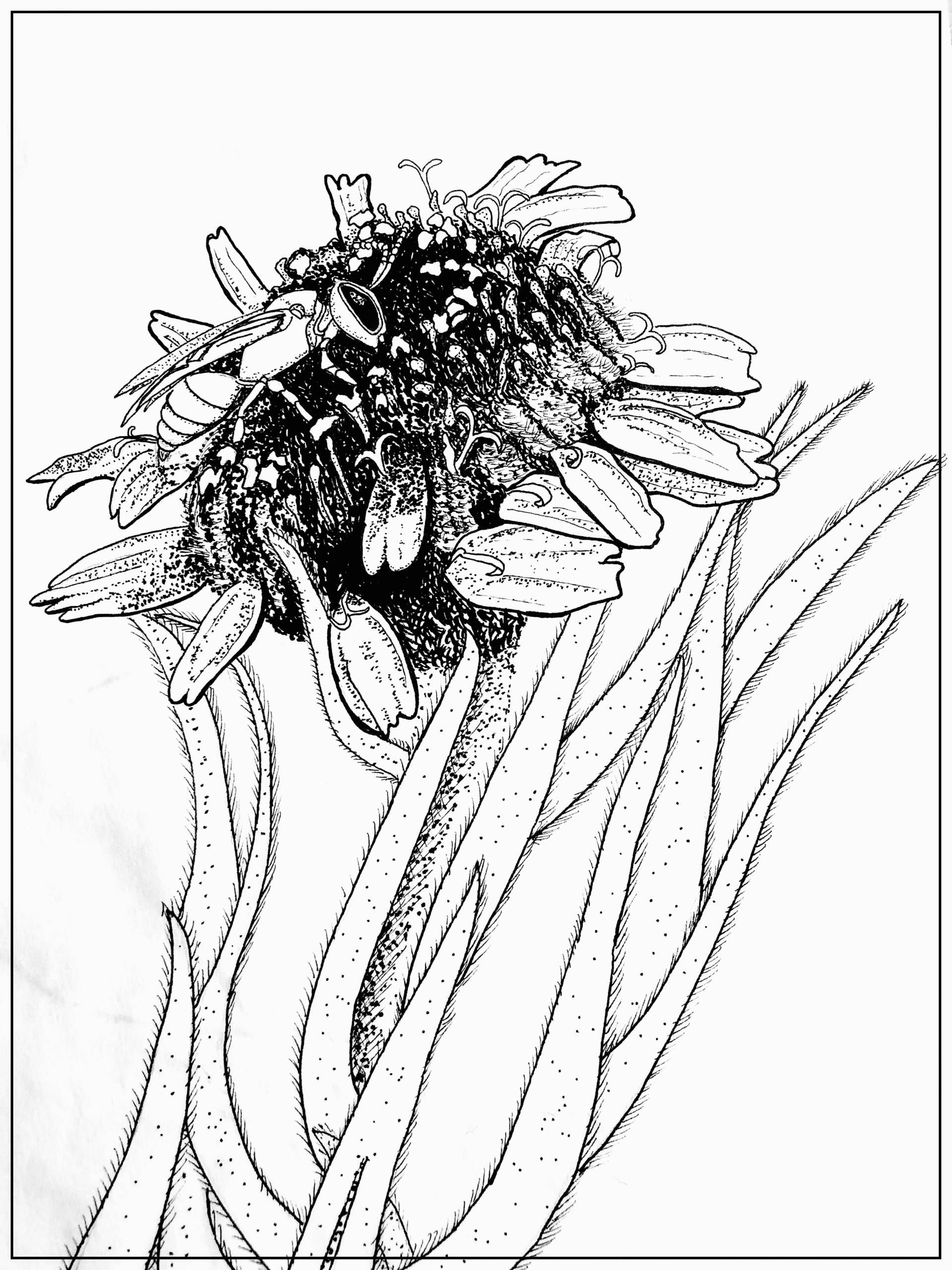 Yellow faced bee on silversword